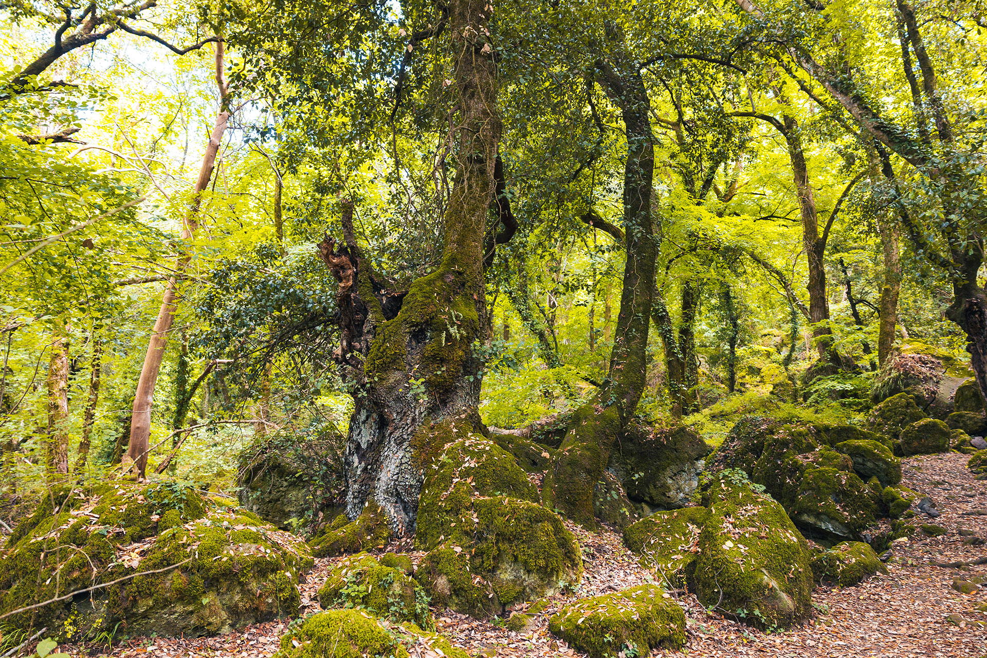Torre Alfina e il Bosco del Sasseto